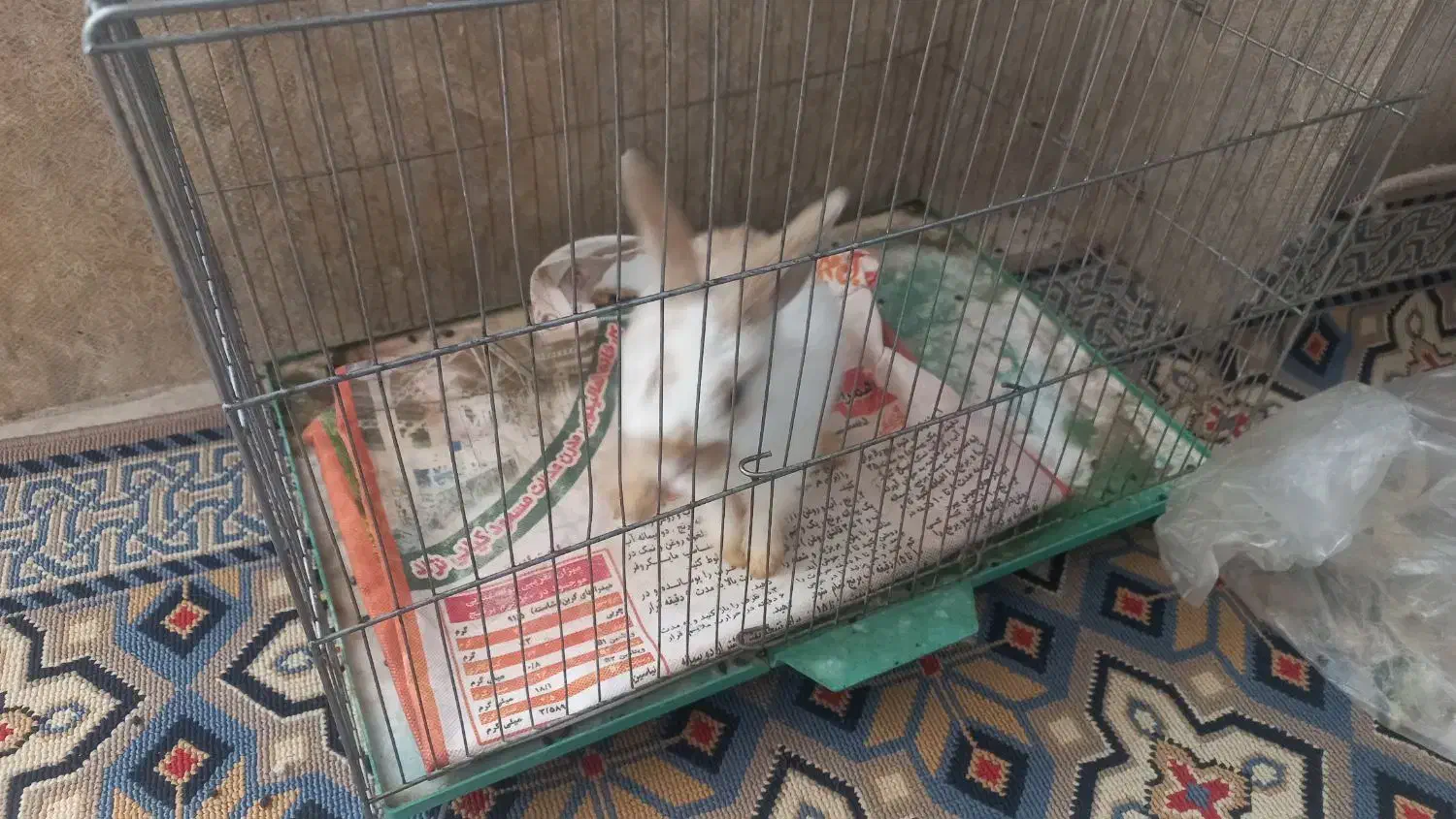 خرگوش|موش و خرگوش|رفسنجان, |دیوار