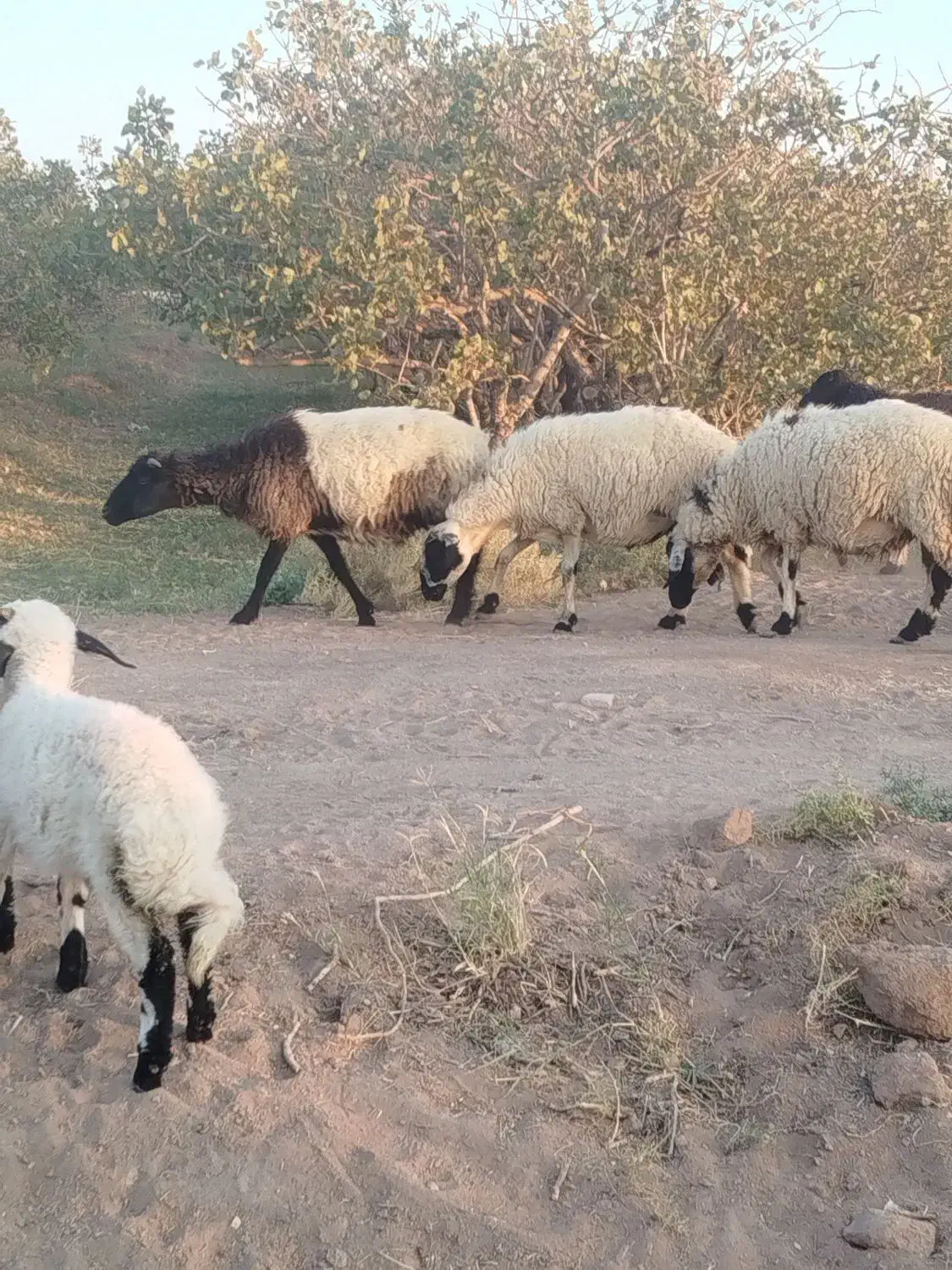 گوسفند میش جوان رفسنجون|حیوانات مزرعه|رفسنجان, |دیوار