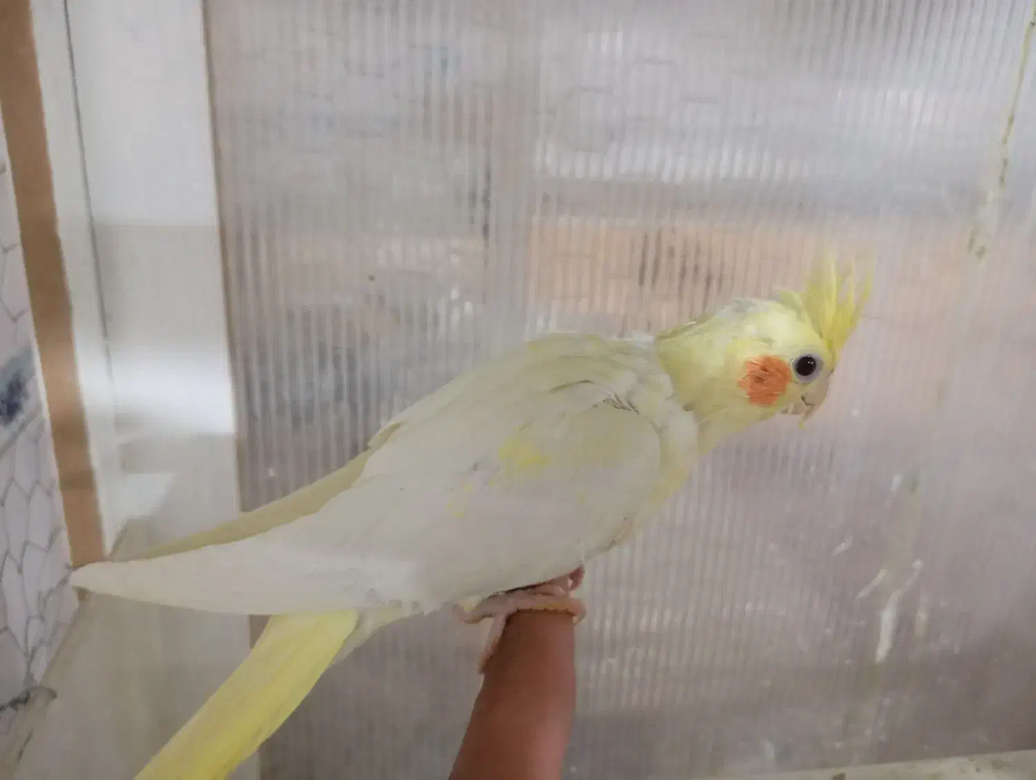 عروس هلندی|پرنده|گناباد, |دیوار