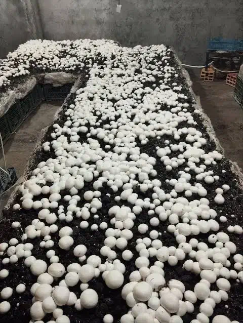 کار ترکیه|فعالیت داوطلبانه|بوکان, |دیوار