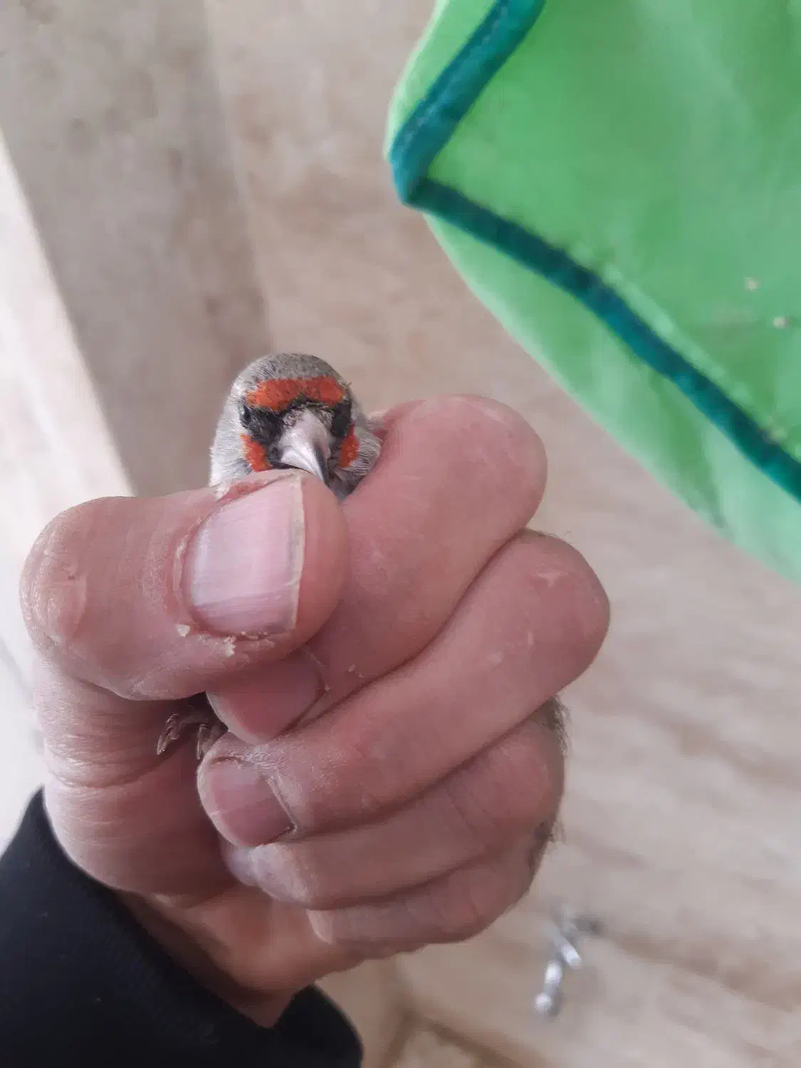 سهره کرمونی|پرنده|خمینی‌شهر, |دیوار