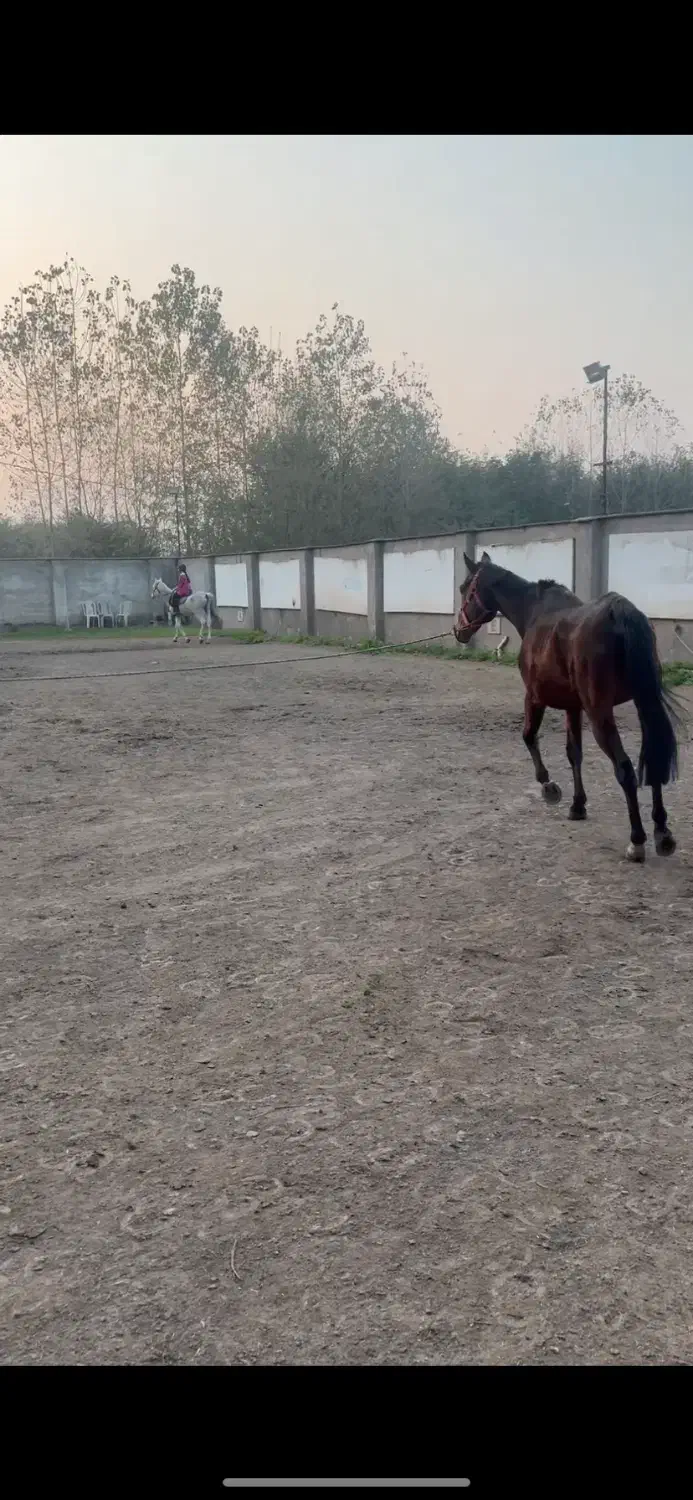 اسب نریون تروبرد ۷ ساله|اسب و تجهیزات اسب‌سواری|رشت, کوی بیانی|دیوار