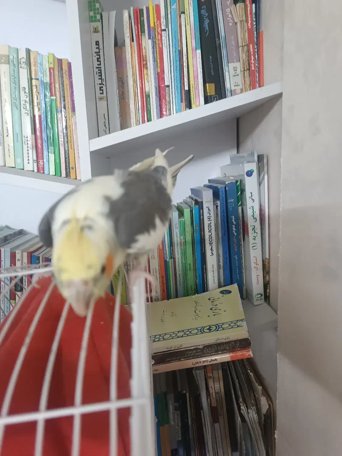 عروس نر ابلق|پرنده|کرج, حیدرآباد|دیوار