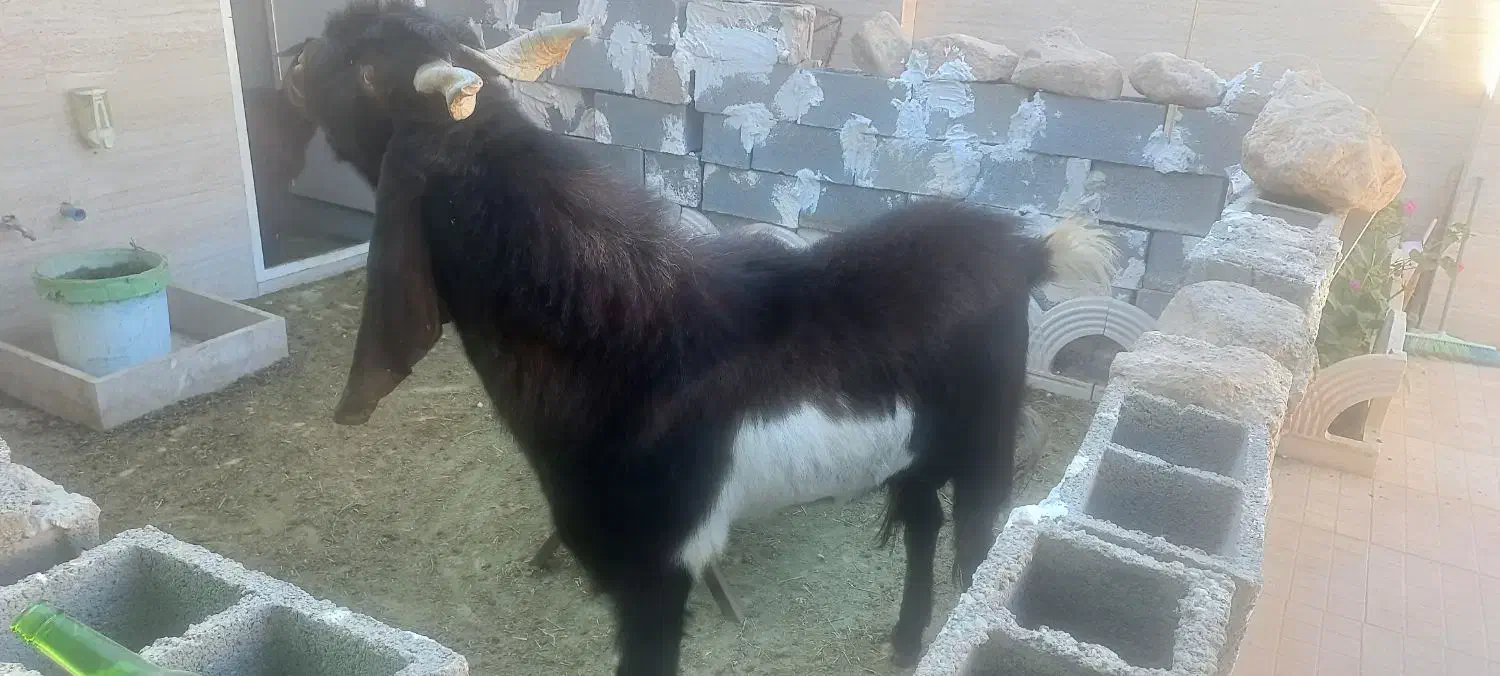 فروش یک راس چبش پاکستانی|حیوانات مزرعه|جهرم, |دیوار