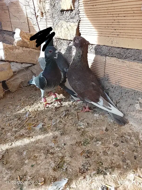 کفتر|پرنده|تایباد, |دیوار