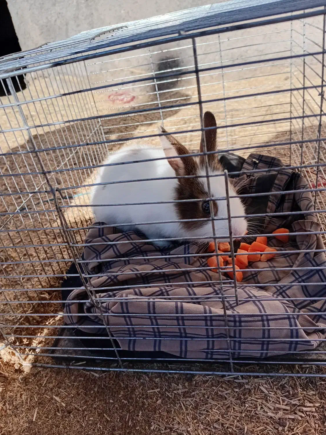 خرگوش|موش و خرگوش|الشتر, |دیوار