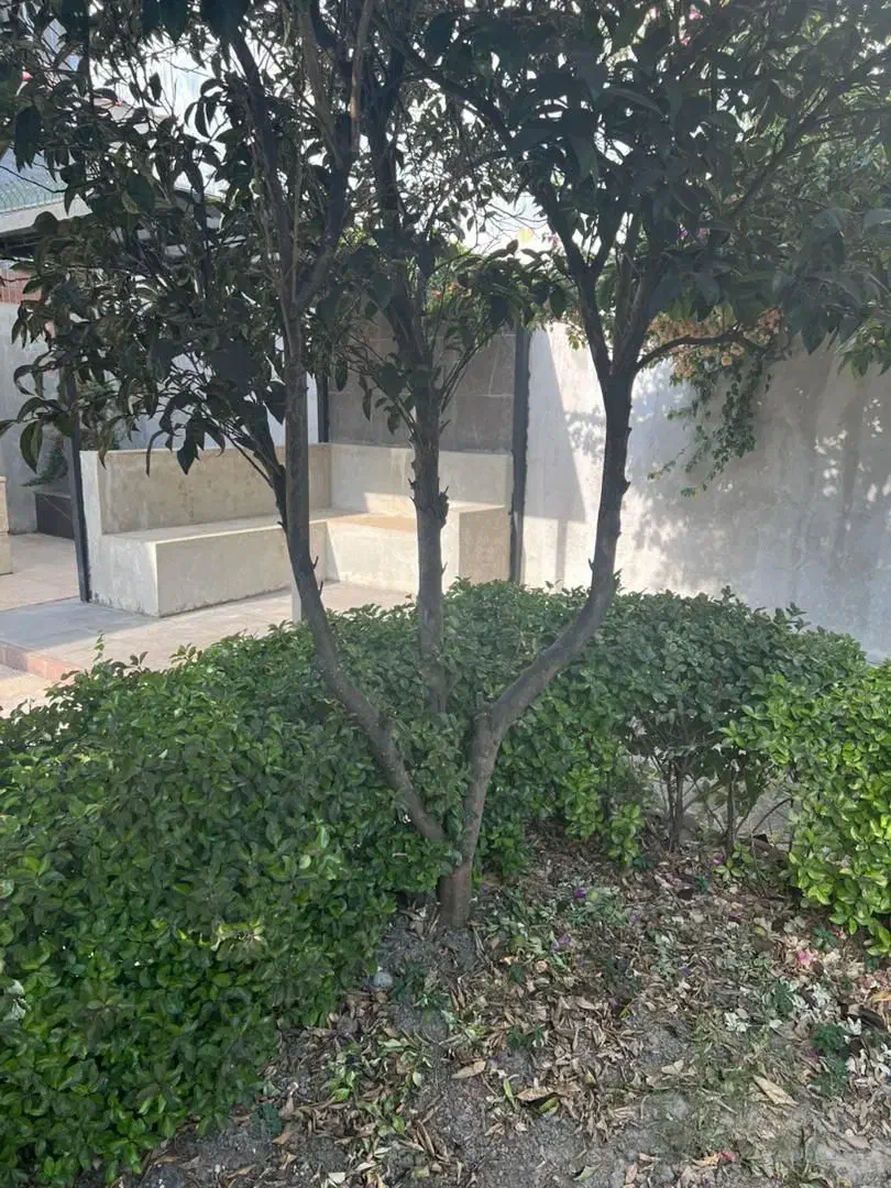 پیمان کاری فضای سبز|خدمات باغبانی و درختکاری|محمودآباد, |دیوار