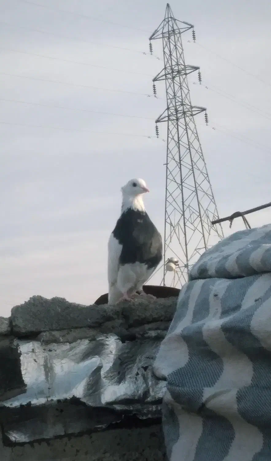 کبوتر|پرنده|یاسوج, |دیوار