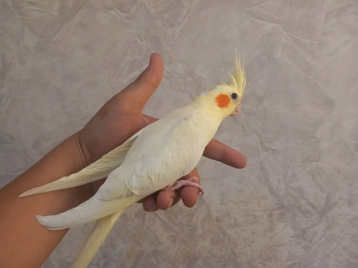 عروس هلندی نر ۳ ماهه|پرنده|فردیس, داوری|دیوار