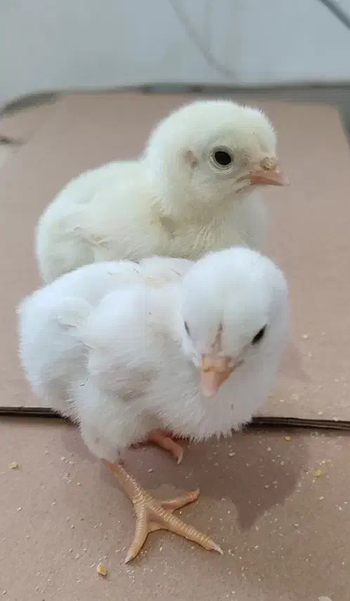 مرغ تخم گذار جوجه تخم مرغ نطفه دار|حیوانات مزرعه|رباطکریم, رباطکریم|دیوار