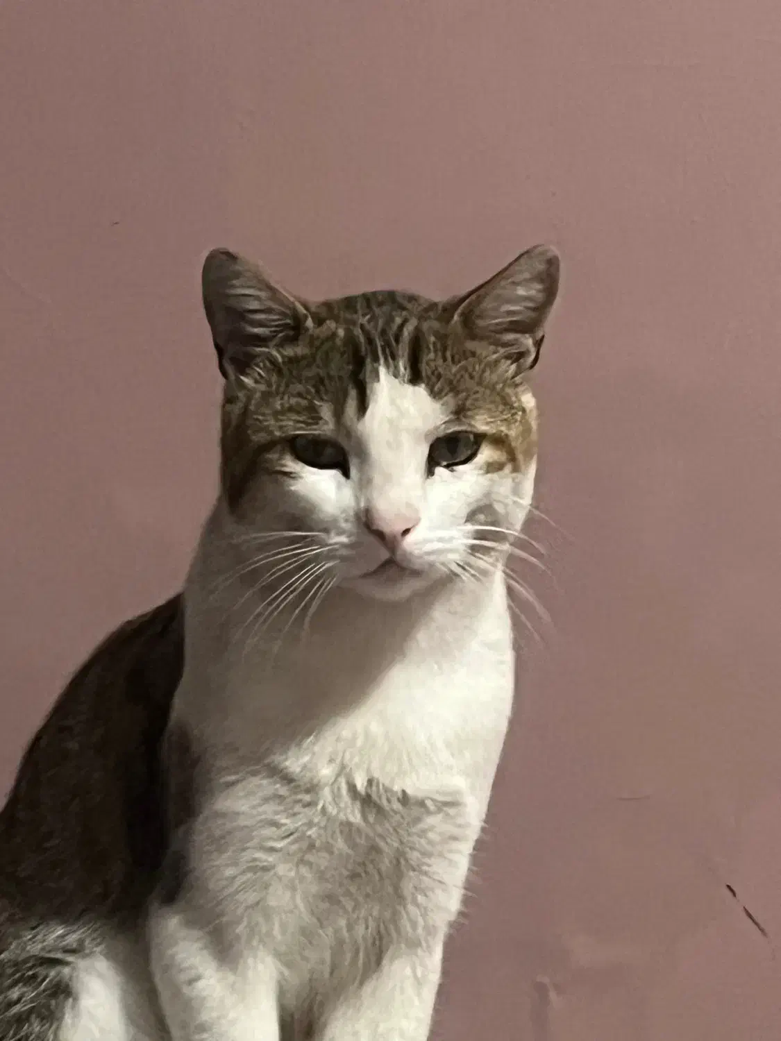 گربه گمشده|حیوانات|کلاچای, |دیوار