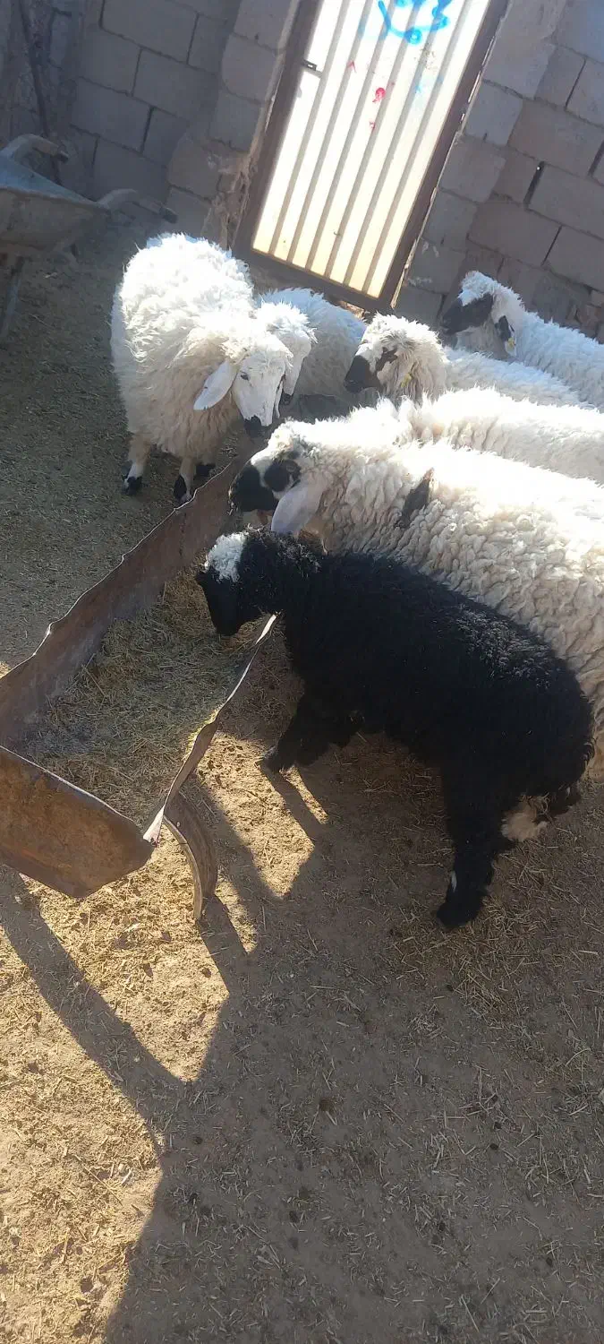 حیوانات و مزرعه|حیوانات مزرعه|سربیشه, |دیوار