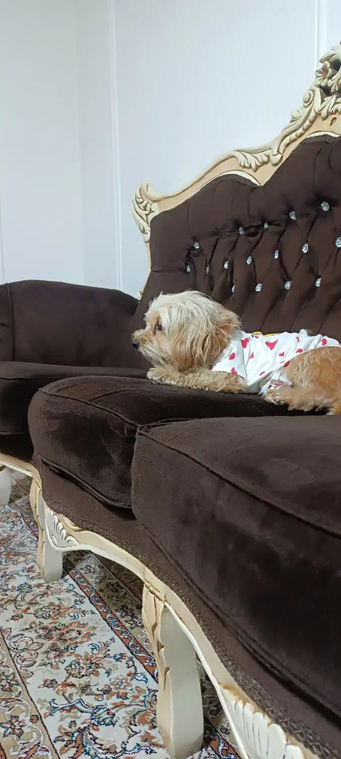 واگذاری سگ شیتزو|سگ|اسلامآباد غرب, |دیوار