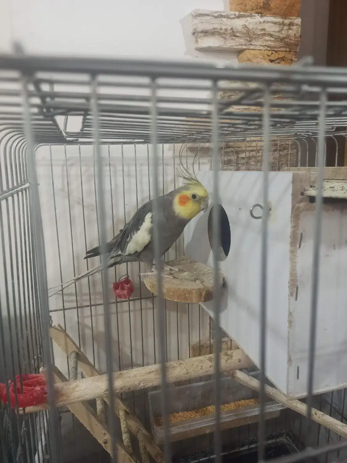 یک جفت عروس هلندی بایه جوجهچندروزه ویک عددکوتوله|پرنده|آذرشهر, |دیوار