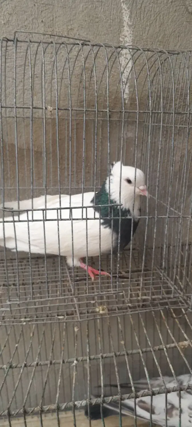 کفتر طوقی|پرنده|ساوه, |دیوار