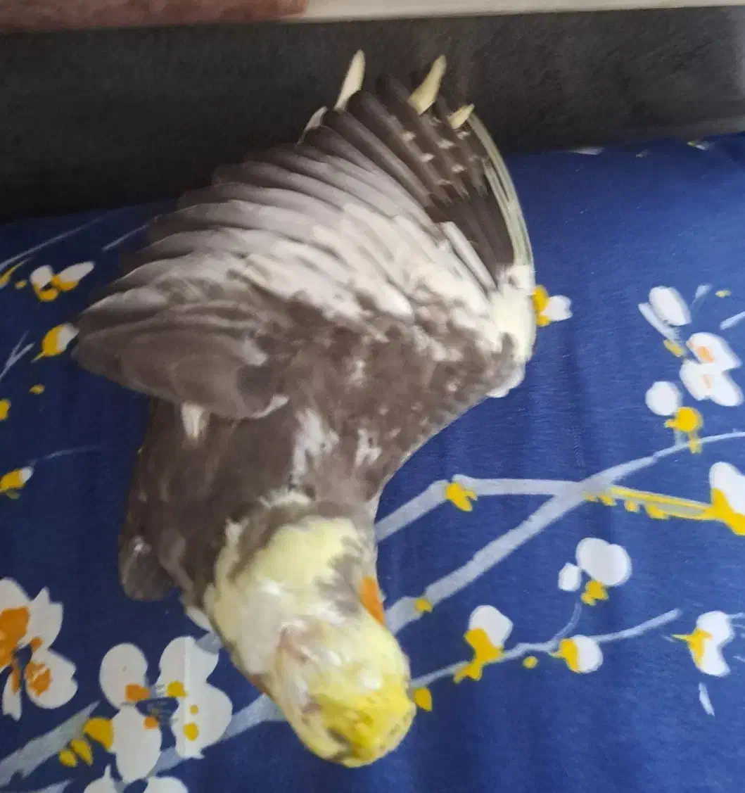 تعدادی عروس هلندی یک تا چهارماه دانخور|پرنده|رضوانشهر, |دیوار