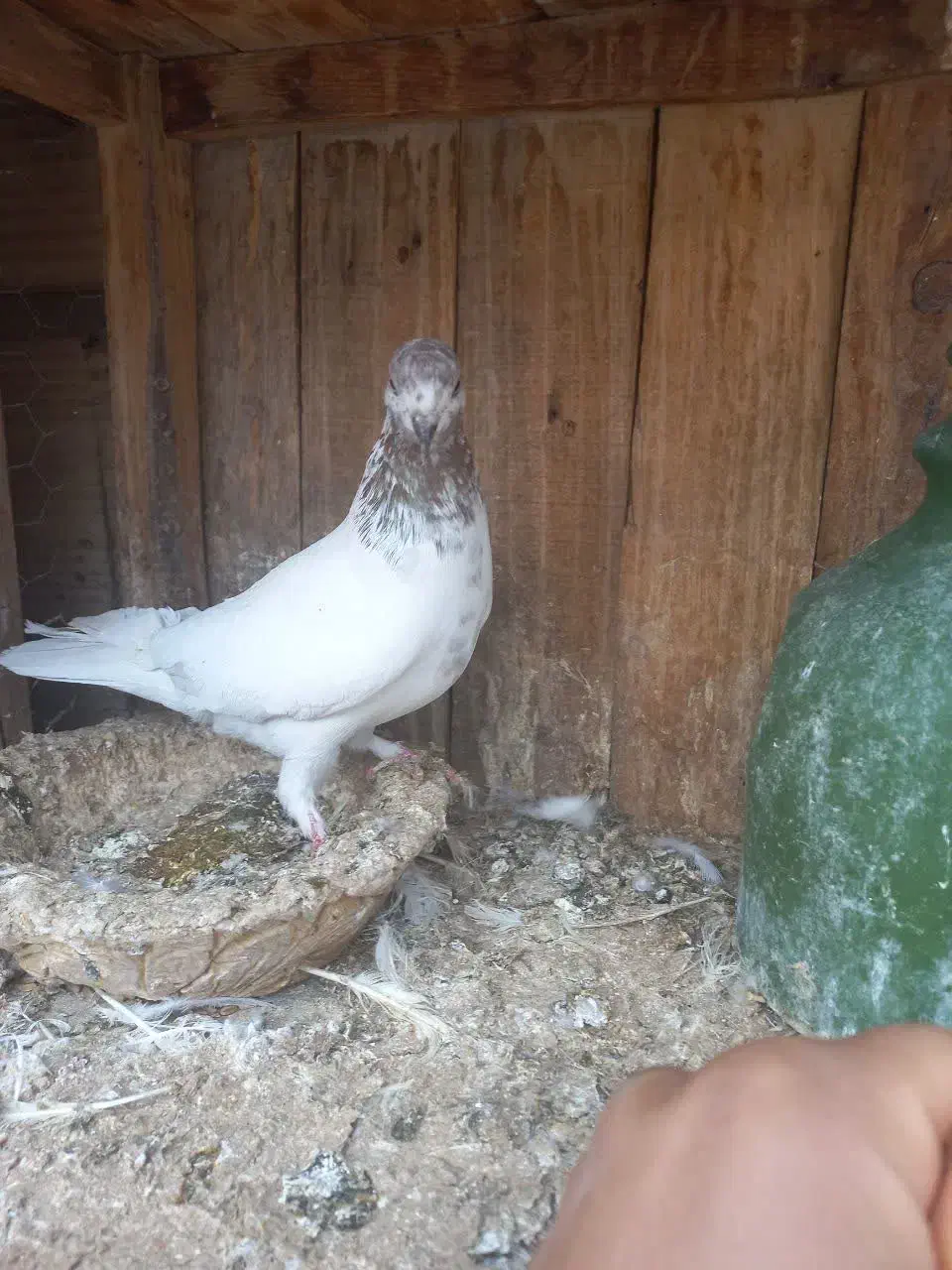 کفتر کبوتر|پرنده|قم, ولیعصر|دیوار