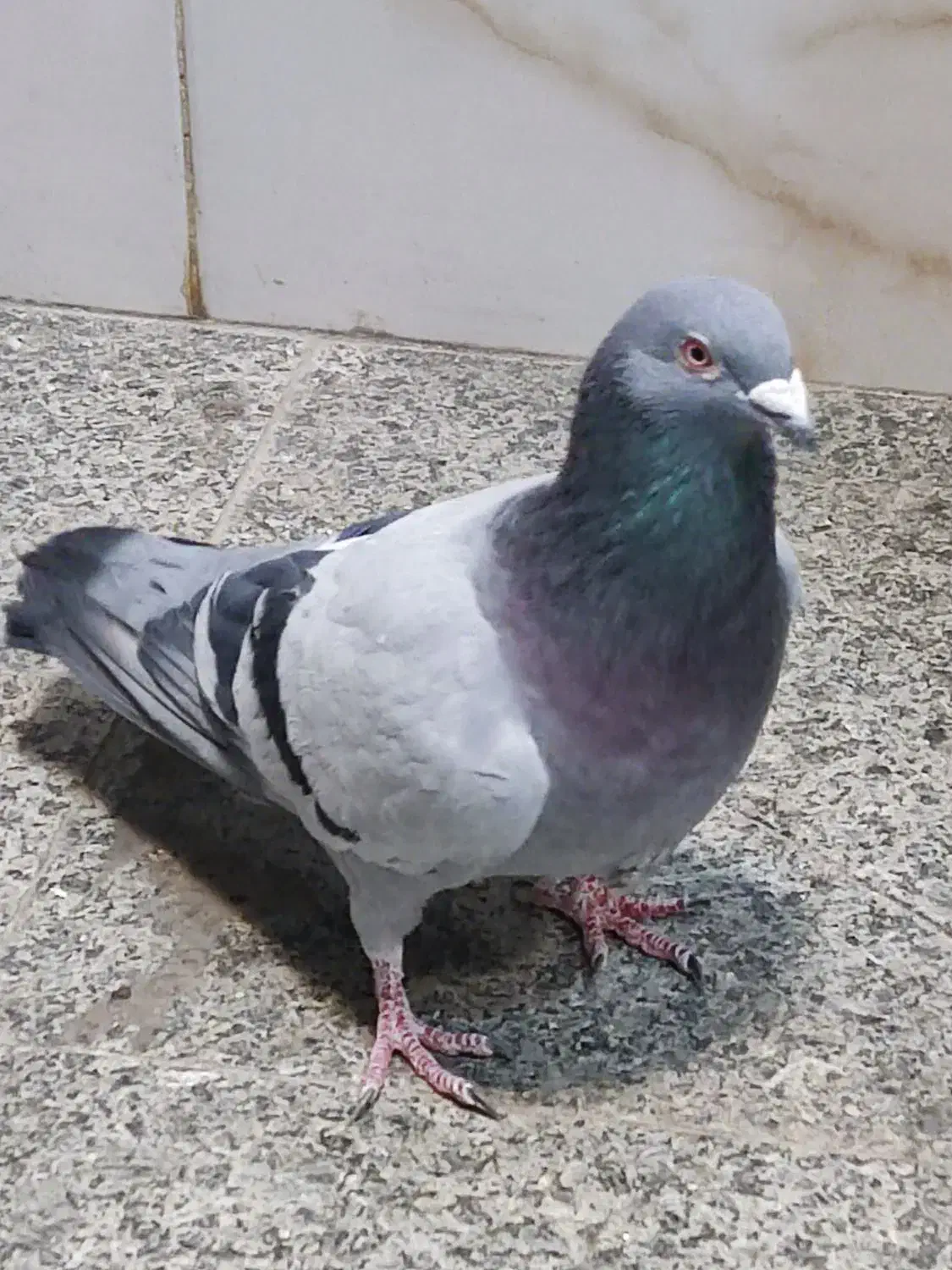 کبوتر مسافتی شکار شده|پرنده|میاندوآب, |دیوار