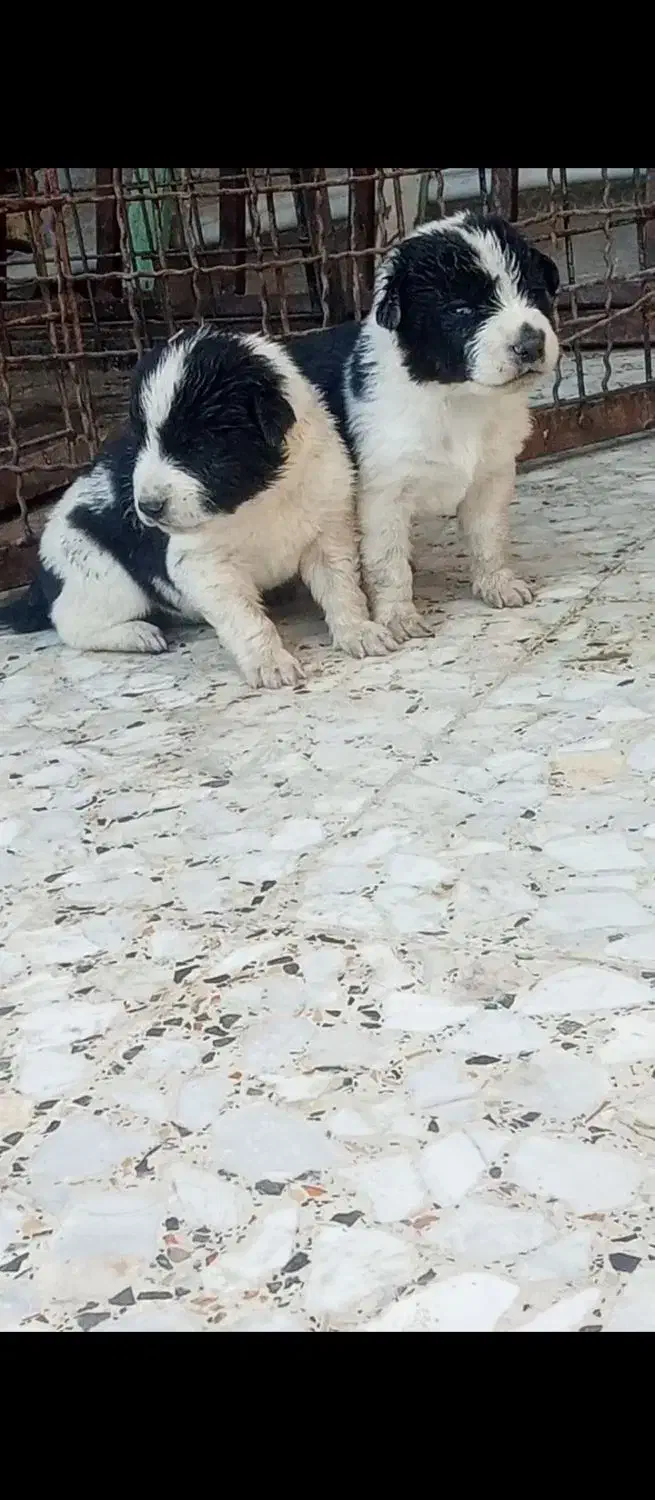 توله قدرجونی اصیل|سگ|اهواز, دانشگاه چمران|دیوار