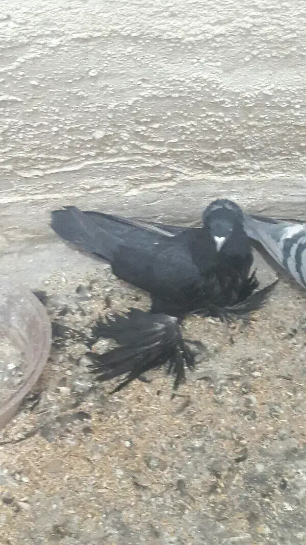 فروش کبوتر|پرنده|بستان آباد, |دیوار