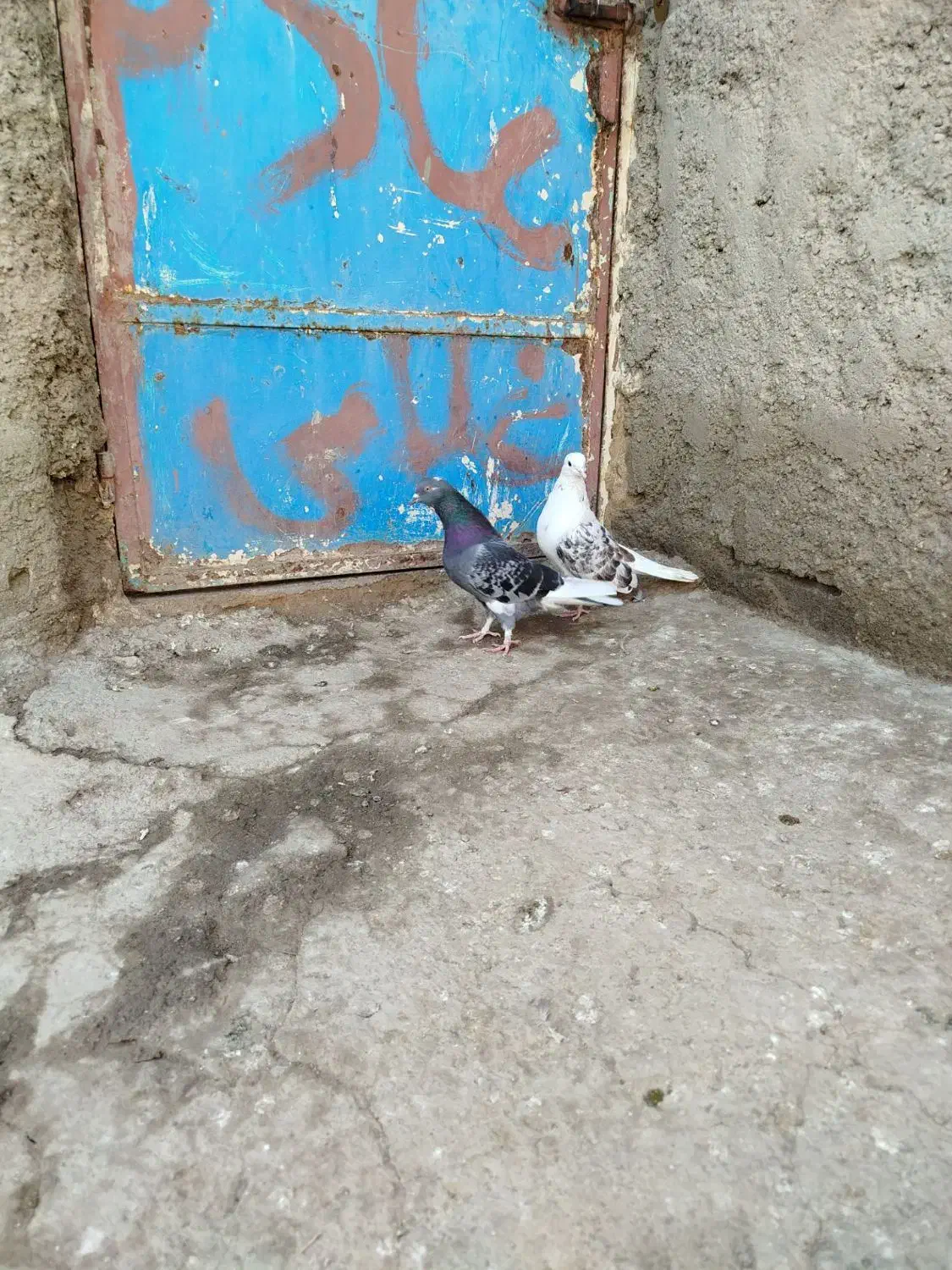 کفتر غریب گیری|پرنده|مشگین شهر, |دیوار