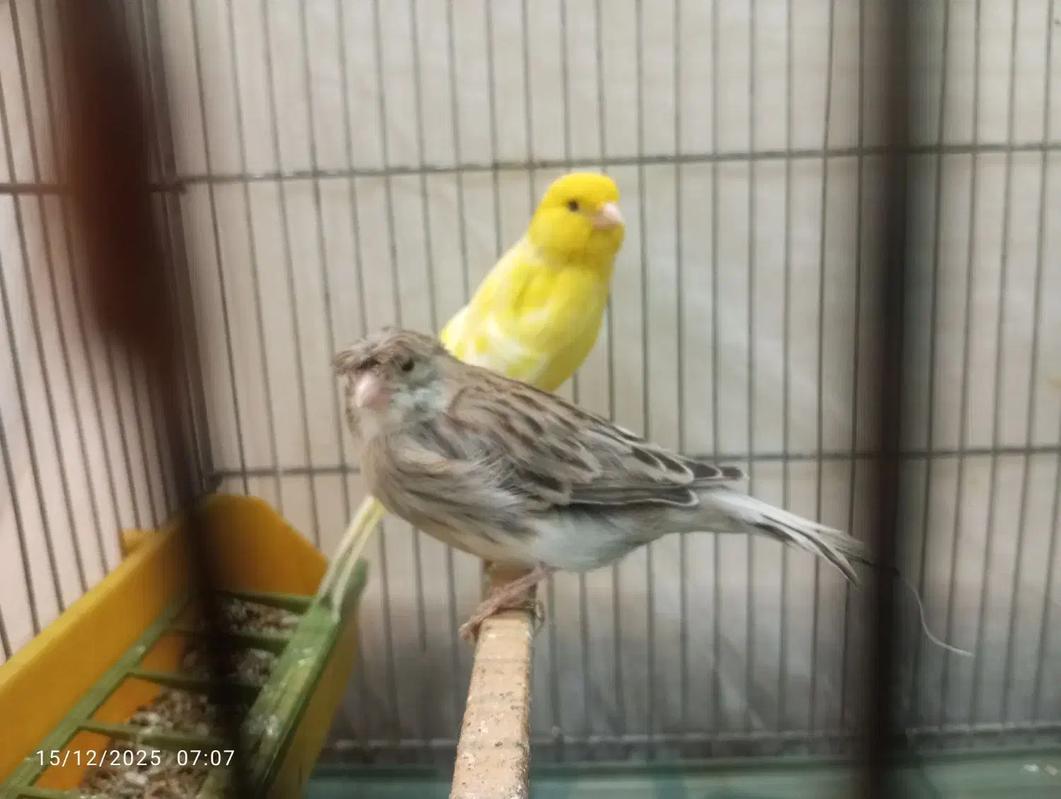 یه جفت قناری نر با تخم|پرنده|قرچک, شهرک طلائیه|دیوار