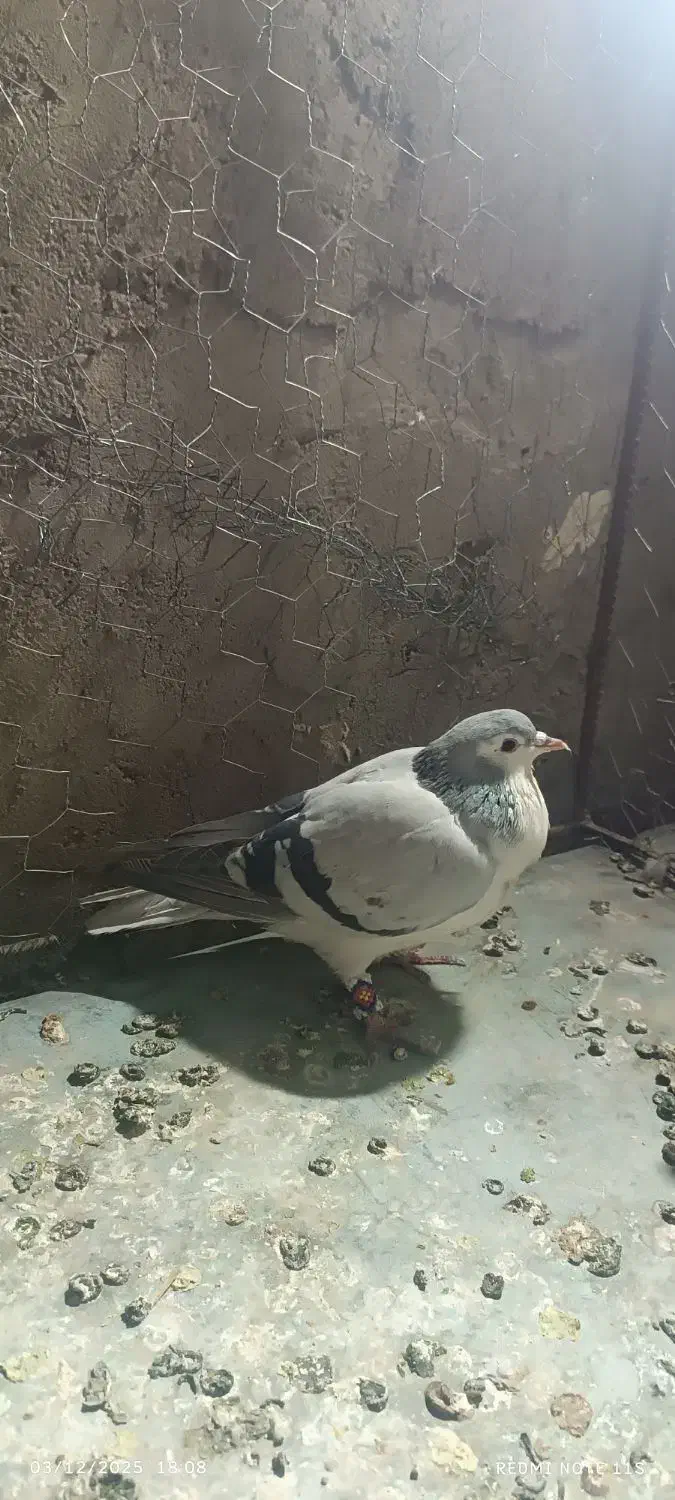 کفتر|پرنده|خواف, |دیوار