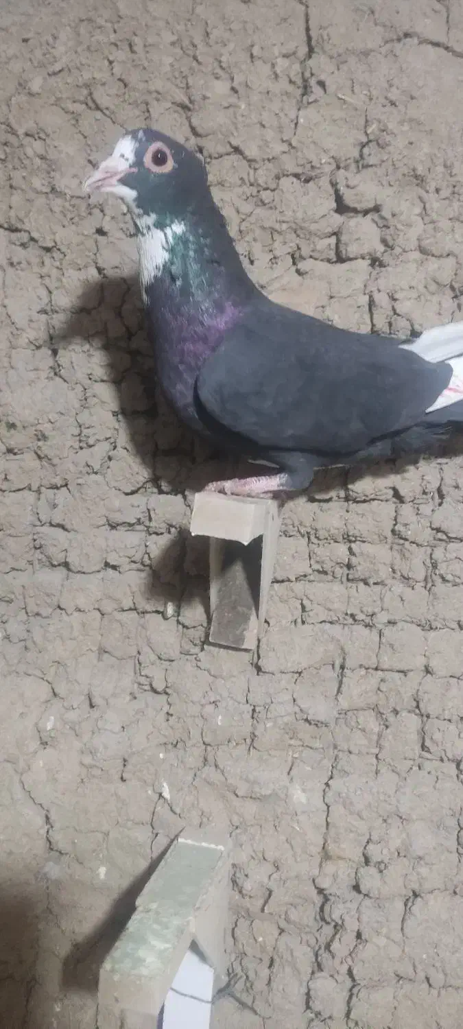 تعدادی کفتر|پرنده|زرند, |دیوار