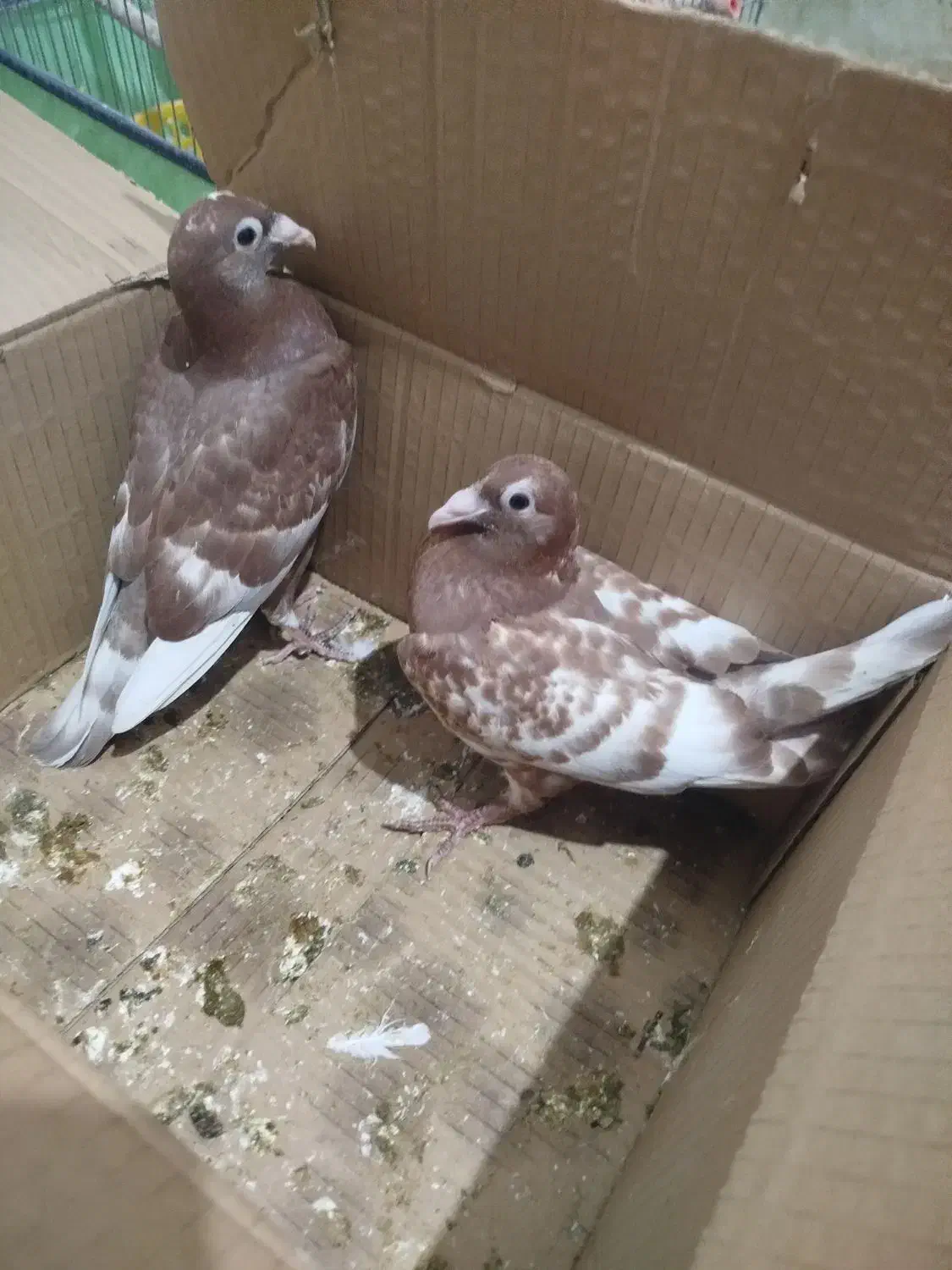 دوتا جوجه کبوتر میلمنز|پرنده|سعدآباد, |دیوار