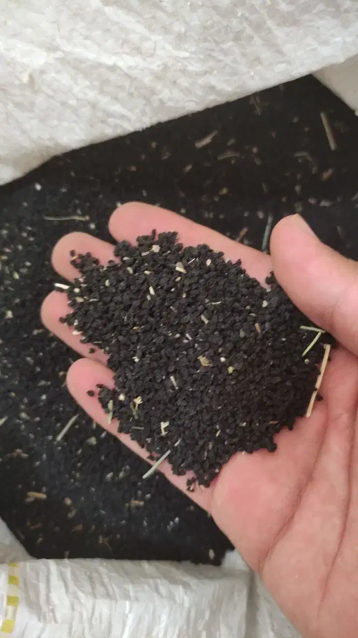 تره (بذر) طبس|گل و گیاه طبیعی|مشهد, ابرغن|دیوار