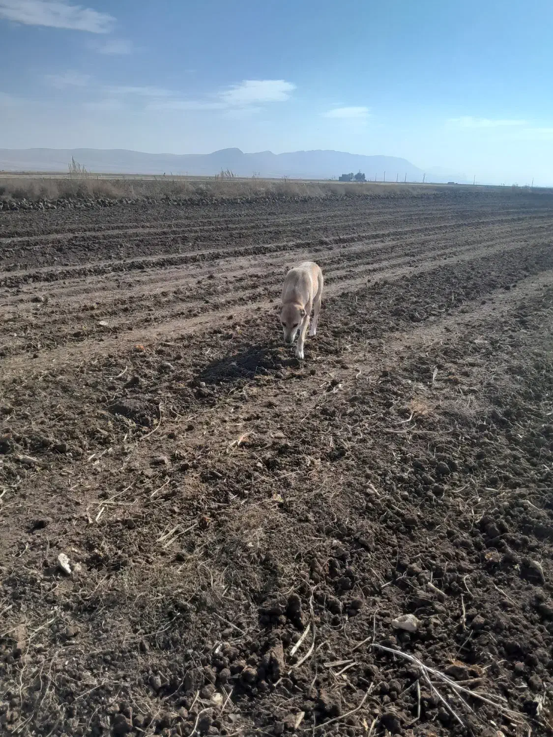 سگ ماده گله ای|سگ|ماهیدشت, |دیوار