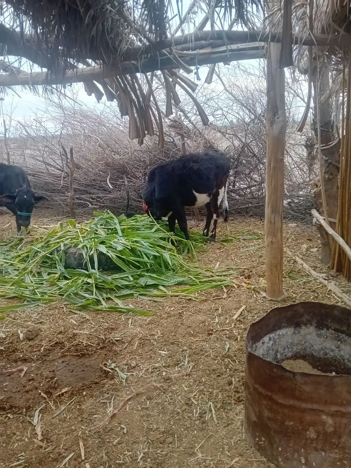 گستر با گوساله ماده جنس درجه یک|حیوانات مزرعه|فاریاب, |دیوار