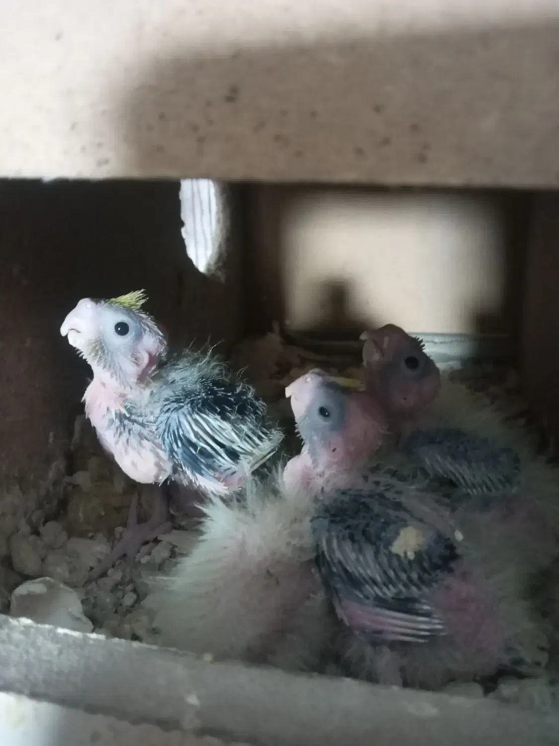 طوطی عروس جوجه|پرنده|دابودشت, |دیوار