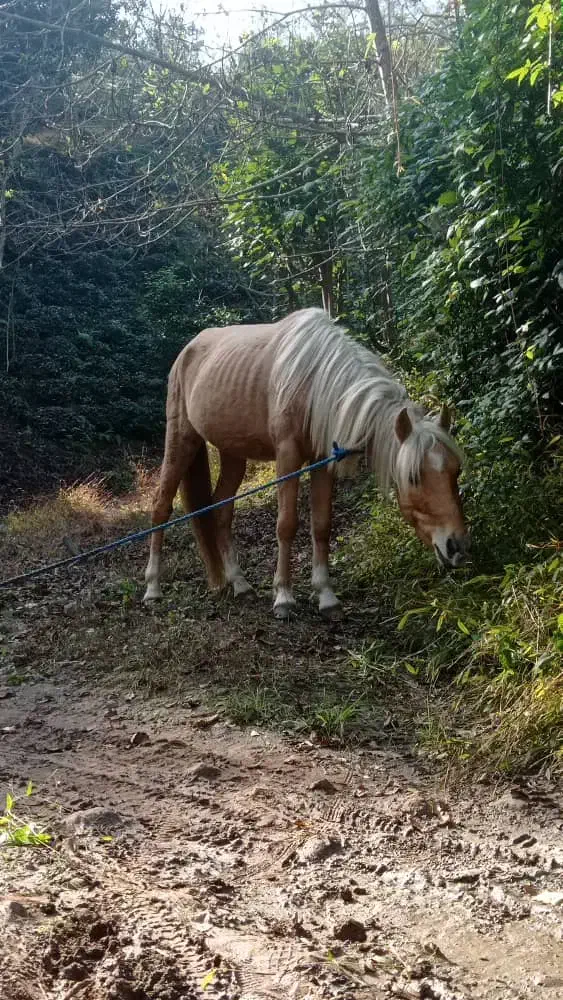 اسب|اسب و تجهیزات اسب‌سواری|املش, |دیوار