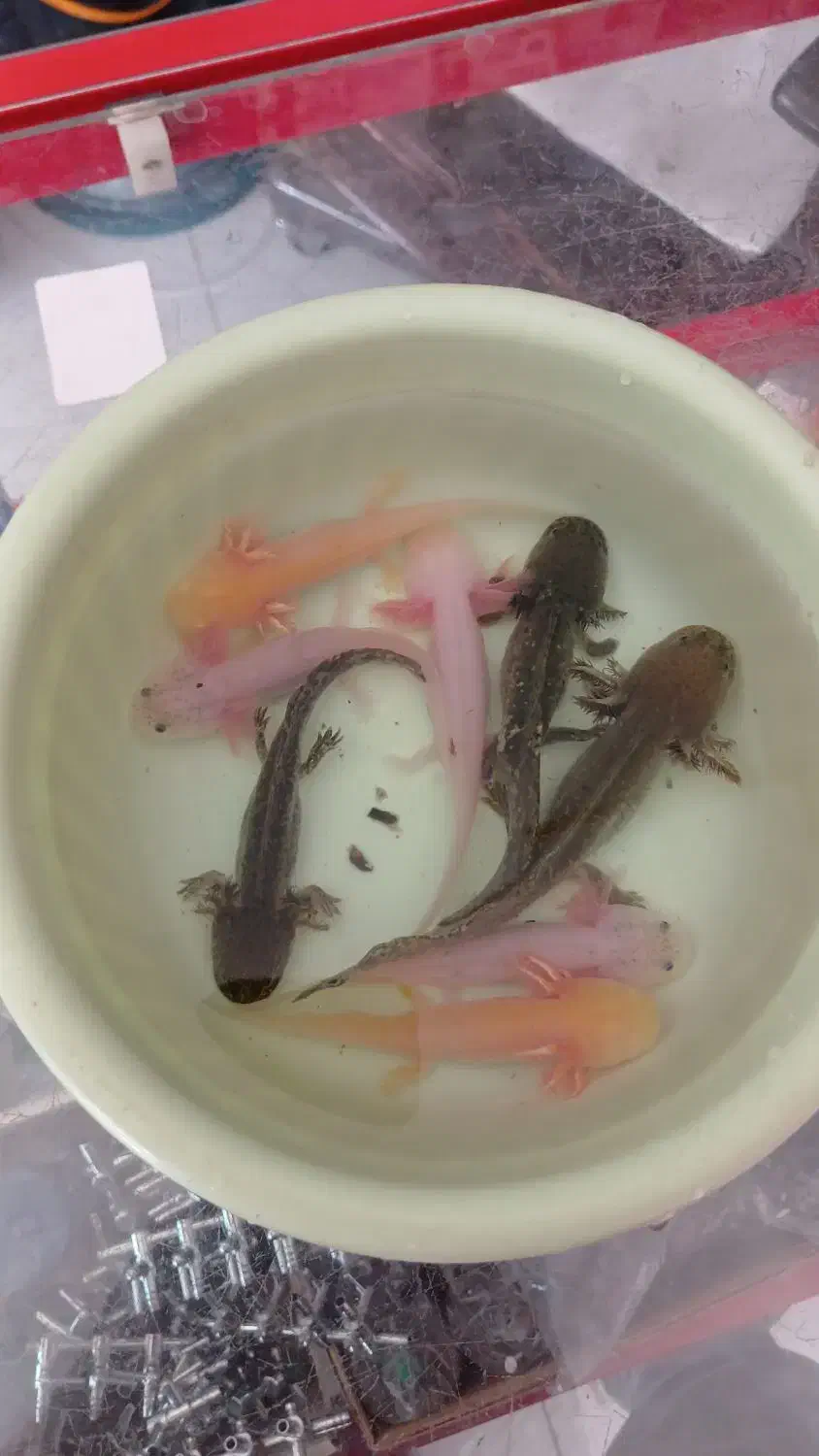 ماهی گوشتخوار|ماهی|الوند, |دیوار