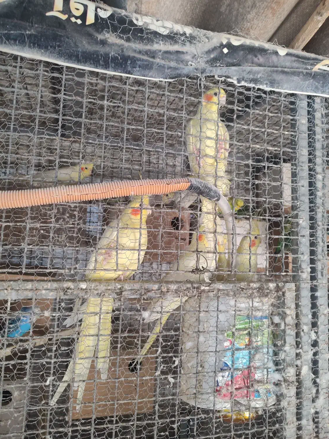 10عدد طوطی عروس لوتینو خال زرد یکجا باهم 7تمن|پرنده|آمل, |دیوار