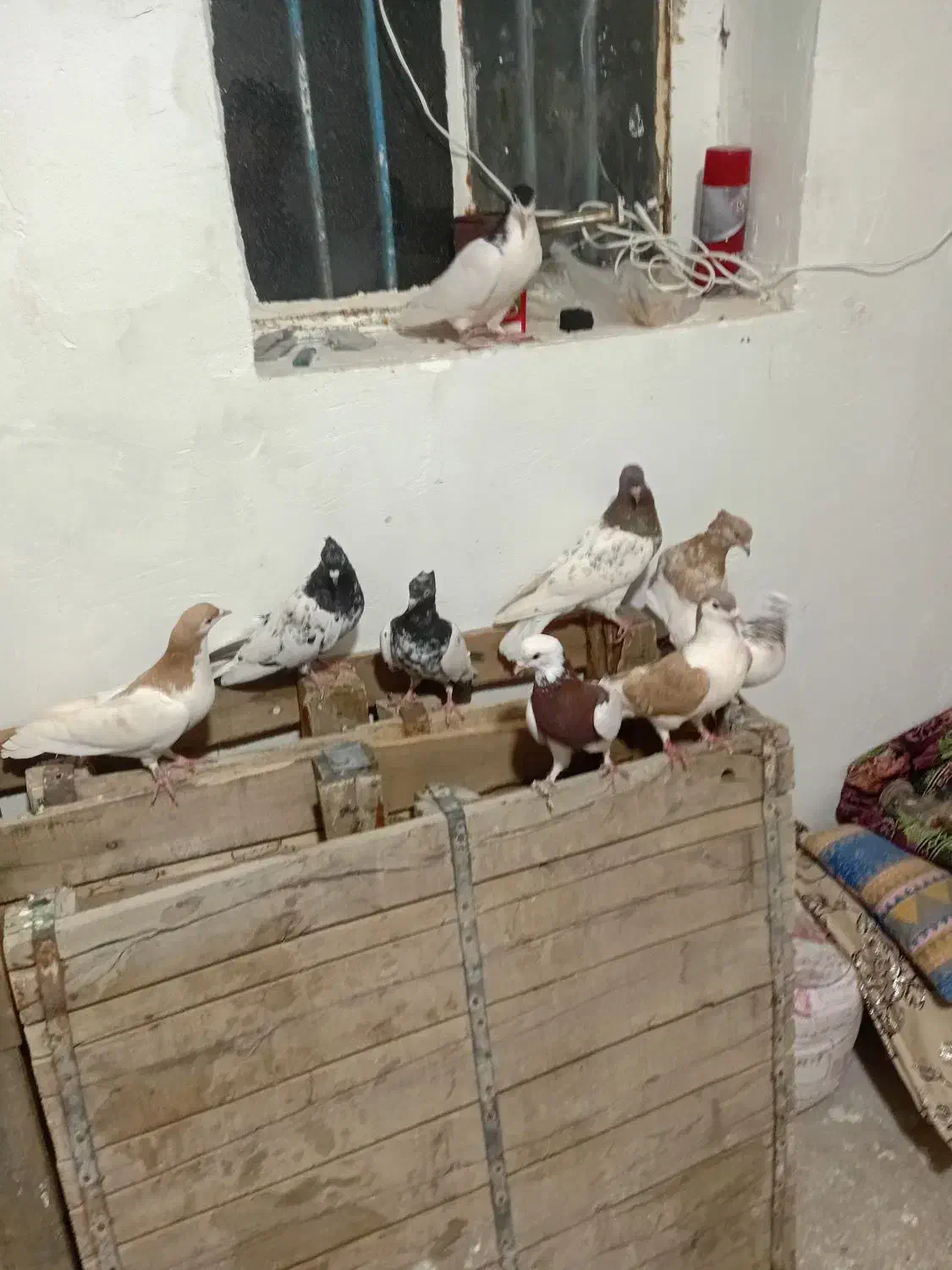 کبوتر رنگی سلطان اباد|پرنده|سبزوار, زینبیه|دیوار