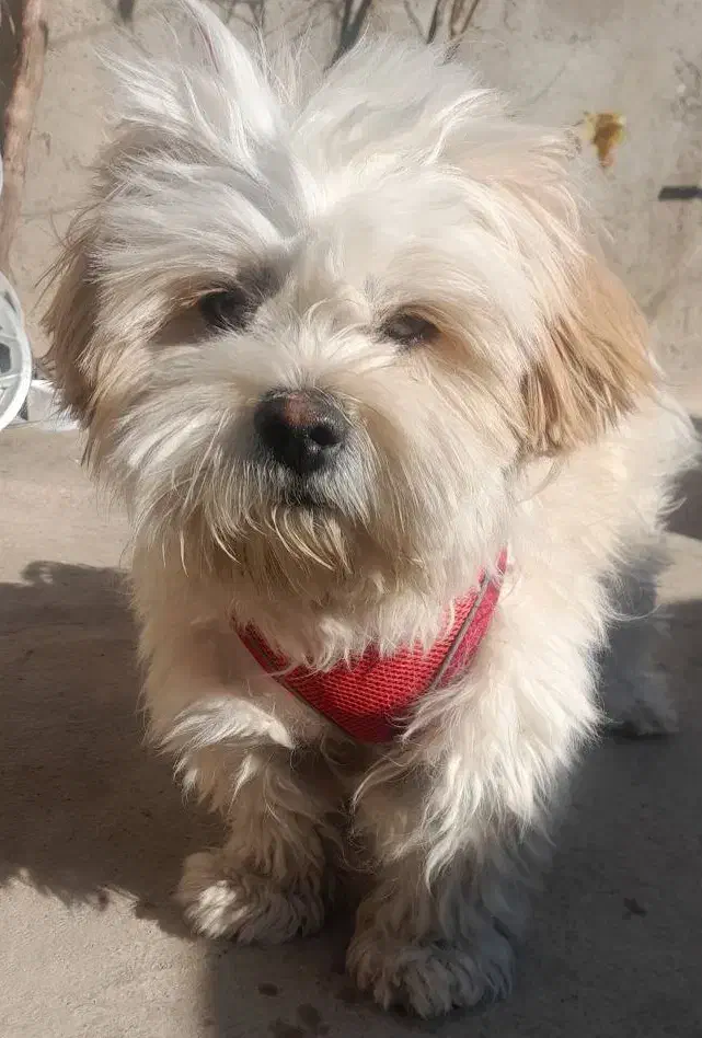 واگذاری سگ شیتزو واکسن خورده تربیت شده|سگ|تاکستان, |دیوار