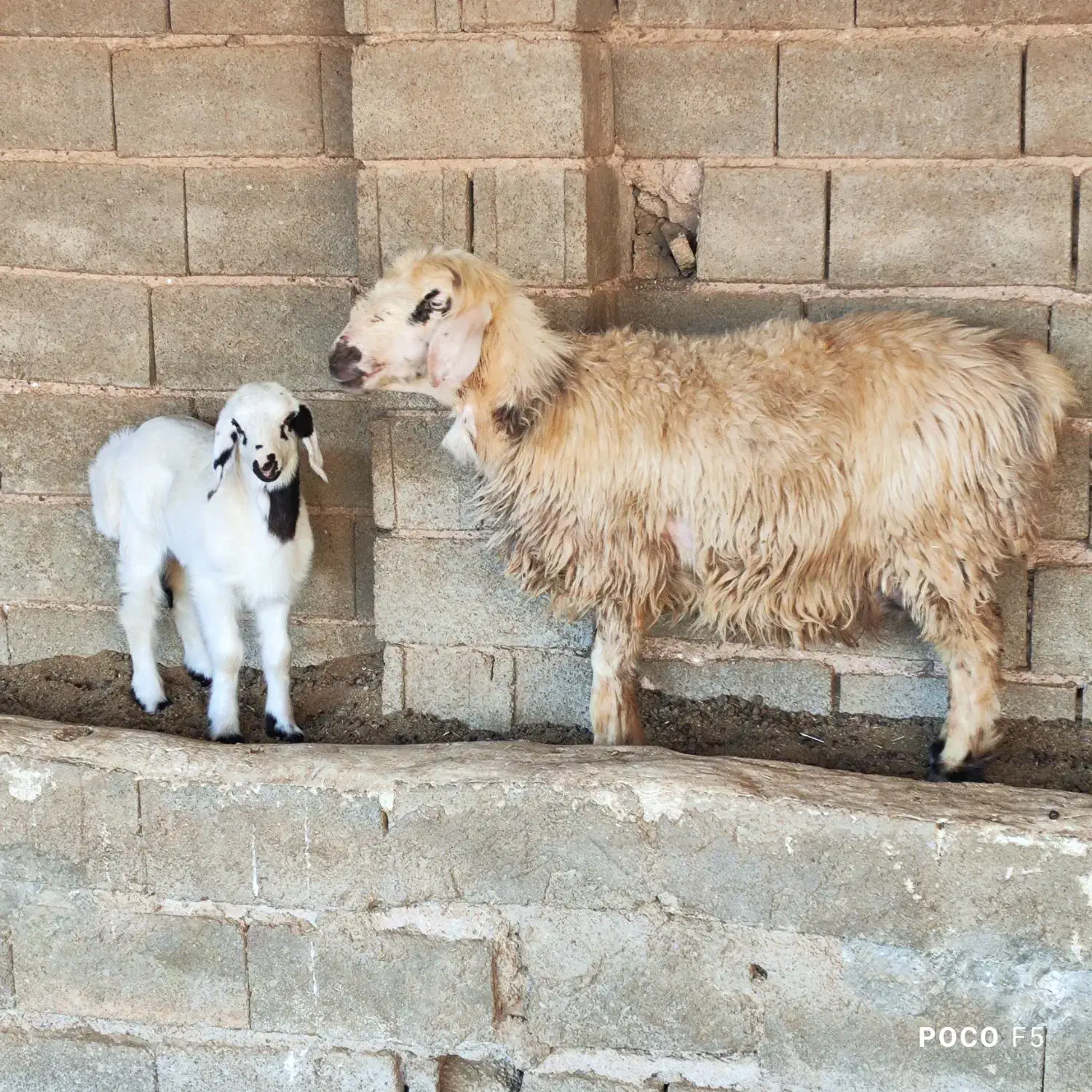 ۲ راس میش.. بره دار و ابسن|حیوانات مزرعه|شیراز, شاپورجان|دیوار
