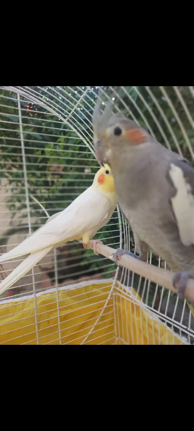 یک جفت عروس هلندی تخم گذار الان هم  تخم گداشته|پرنده|کوچصفهان, |دیوار