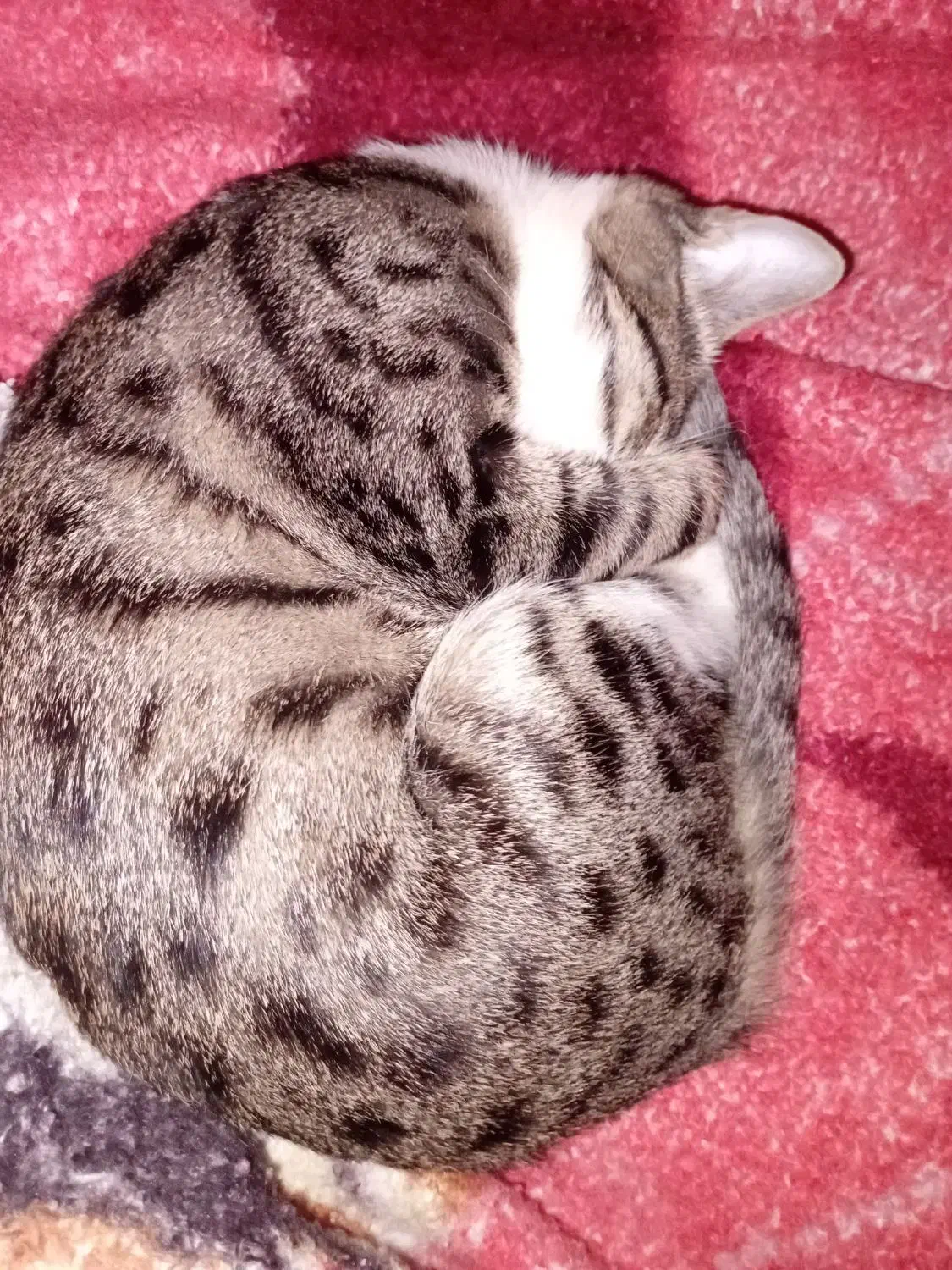 گربه پلنگی|گربه|ارومیه, |دیوار