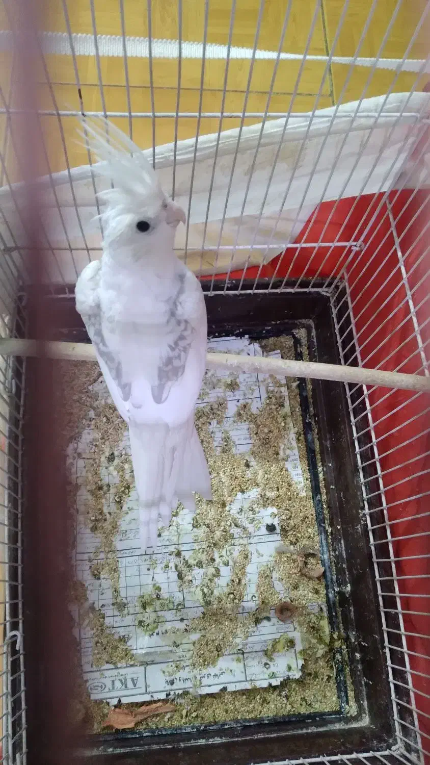 عروس هلندی فنچ|پرنده|مشهد, مشکینی (شهرک غرب)|دیوار