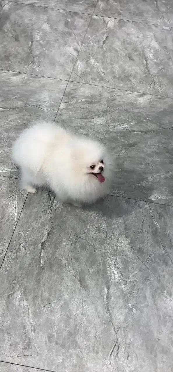 پامر بالغ (خرسی،عروسکی و روباهی)|سگ|شیراز, دروازه قران|دیوار