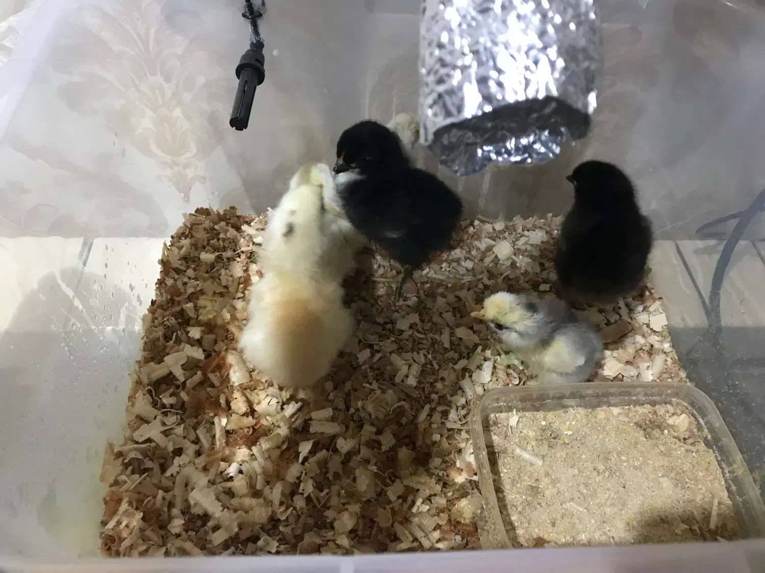 دستگاه جوجه کشی عالی|لوازم جانبی حیوانات|اراک, |دیوار