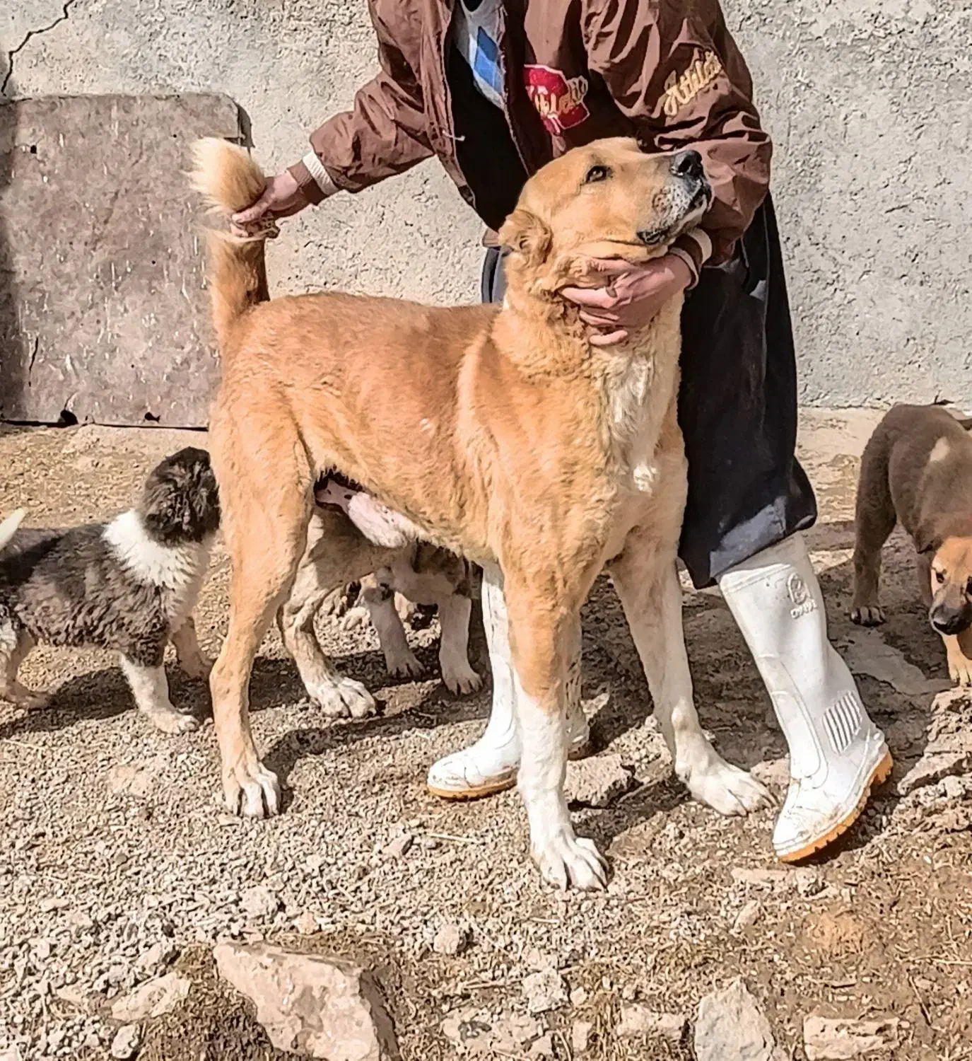 سگ خراسانی|سگ|آوج, |دیوار