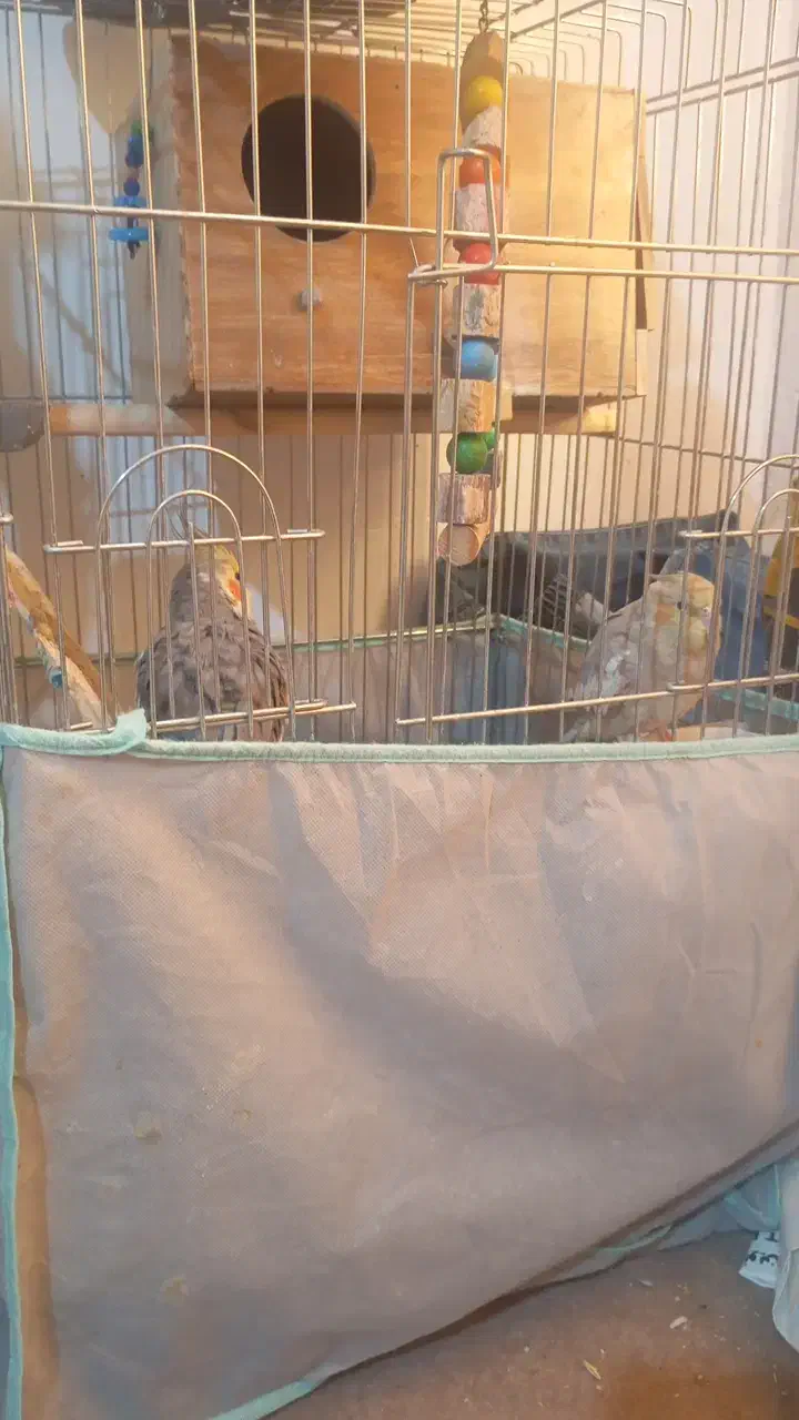 یک جفت عروس هلندی بالغ|پرنده|فشاپویه, |دیوار