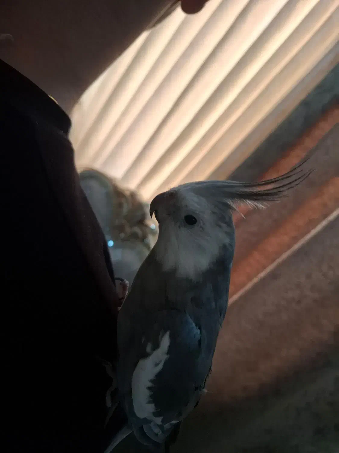 عروس هلندی وایت فیس|پرنده|اهواز, شهرک برق|دیوار