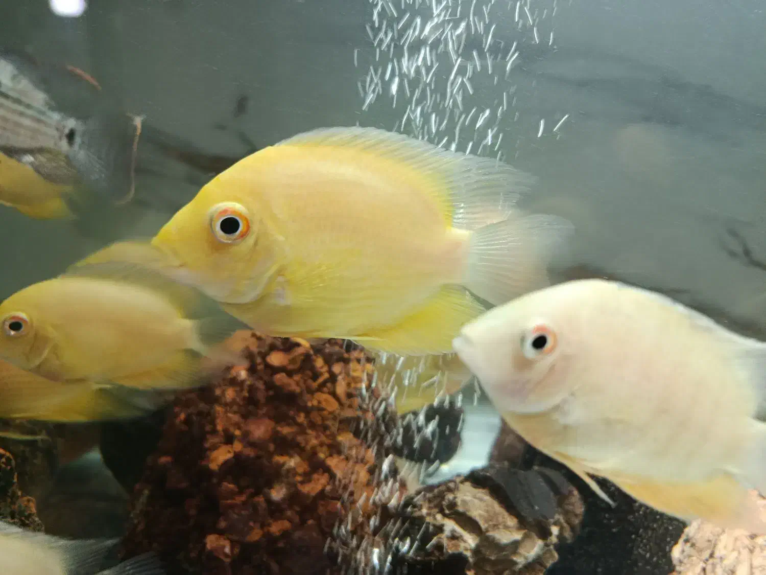 ماهی سورم|ماهی|صدرا-فارس, فاز ۲|دیوار