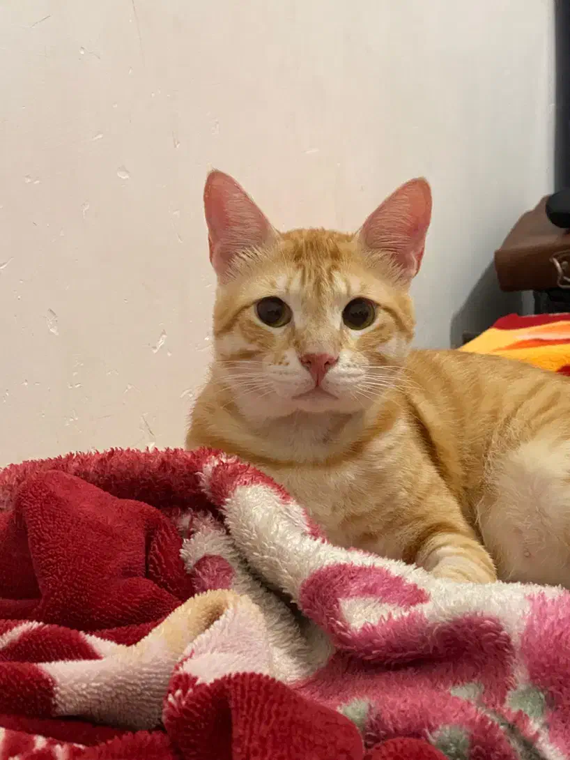 فروش گربه نر|گربه|آمل, |دیوار