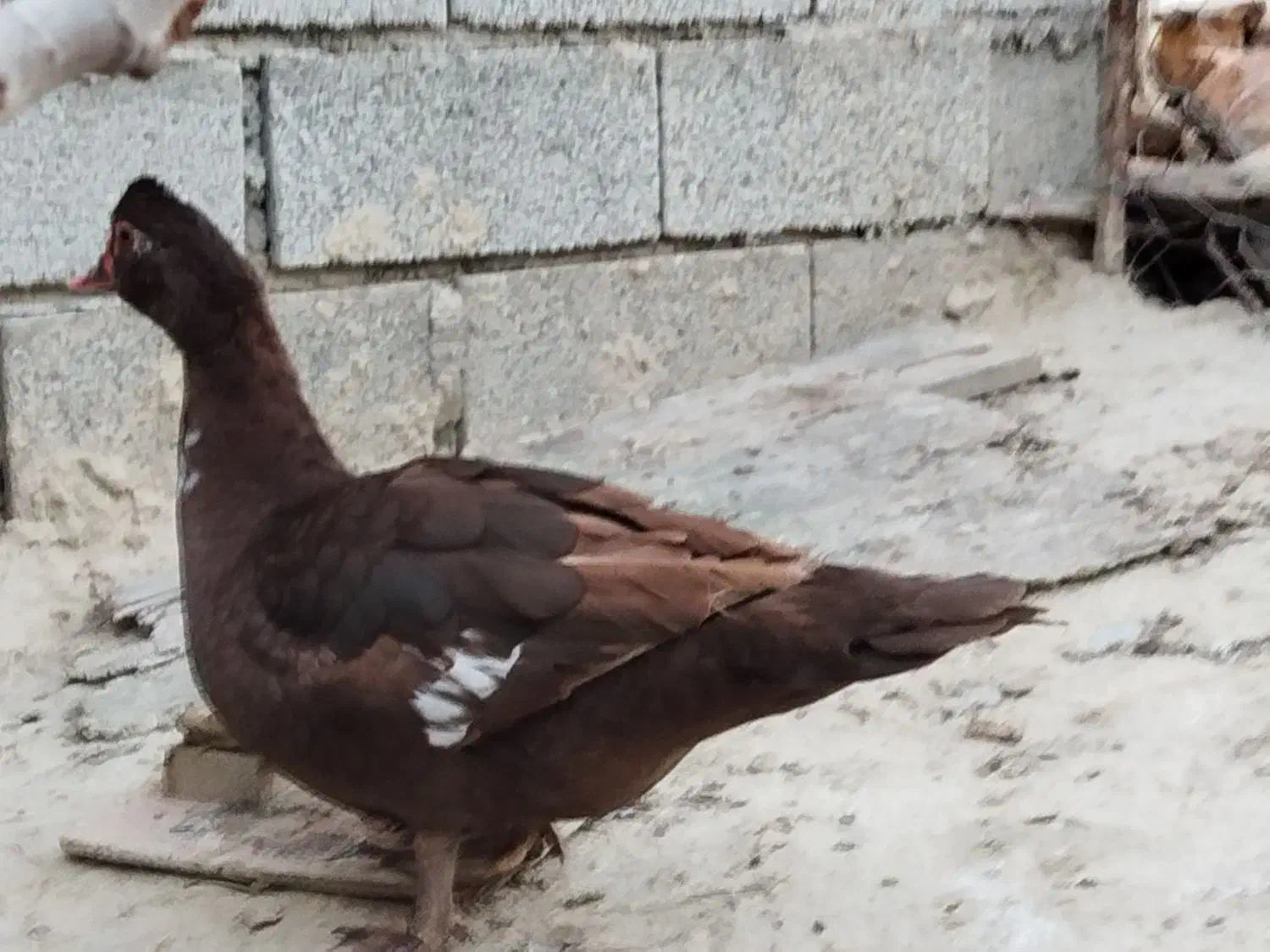 اردک اسرائیلی|حیوانات مزرعه|گمیشان, |دیوار